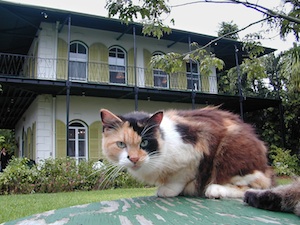 Ernest Hemingway lived and wrote in Key West from 1929 to 1939, and descendants of  his six-toed cats still live on the grounds of the Hemingway Home & Museum. Image: Andy Newman